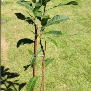 Anacardium Occidentale (Marañon)