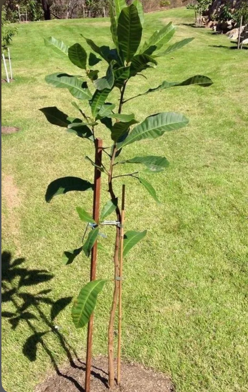 Anacardium Occidentale (Marañon)