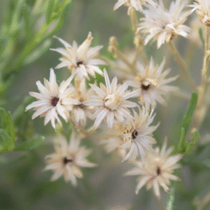 BACCHARIS SAROTHROIDES (DESERT BROOM)