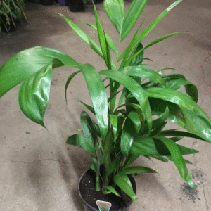 Bamboo Palm – Chamaedorea Seifrizii