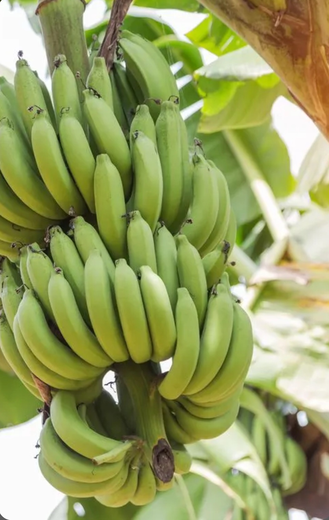 Banana – Musa Acuminata ‘Cavendish’ - Image 2