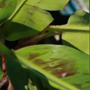 Banana – Musa Acuminata ‘Cavendish’