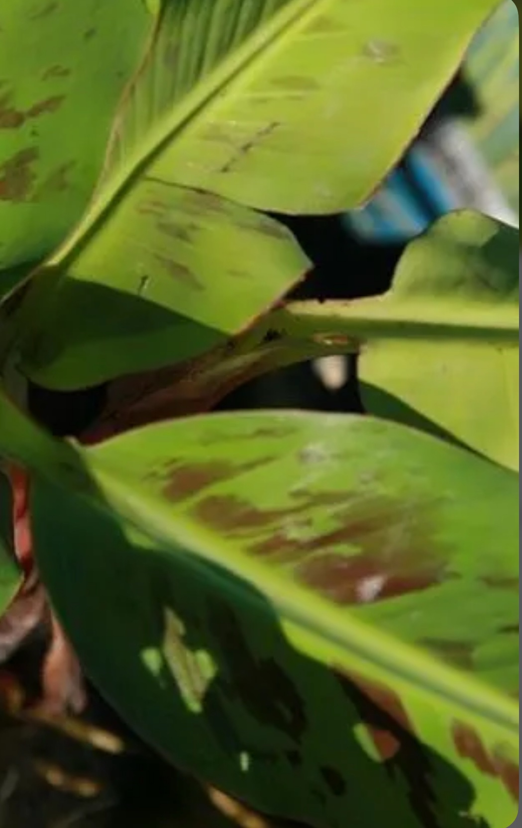 Banana – Musa Acuminata ‘Cavendish’
