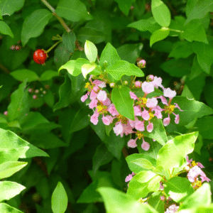 Barbados Cherry – Malpighia Glabra