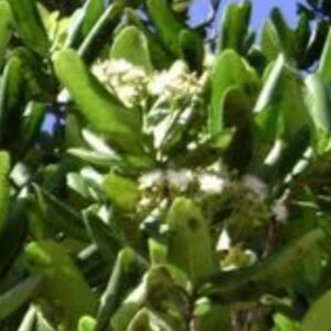 Bay Rum – Pimenta Racemosa