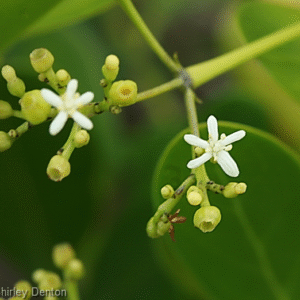 Blacktorch – Erithalis Fruticosa