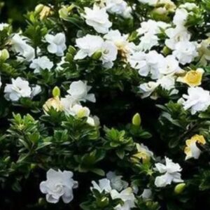 Cape Jasmine, Gandharaj, Gardenia Augusta – Gardenia Jasminoides ‘Miami Supreme’
