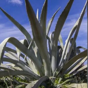 Blue Agave – Agave Americana