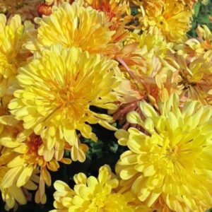 Chrysanthemum