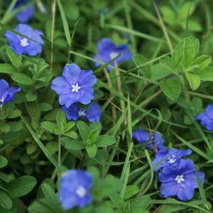 Blue Daze – Evolvulus Glomeratus