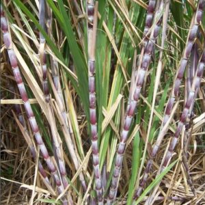 Saccharum officinarum
Sugarcane