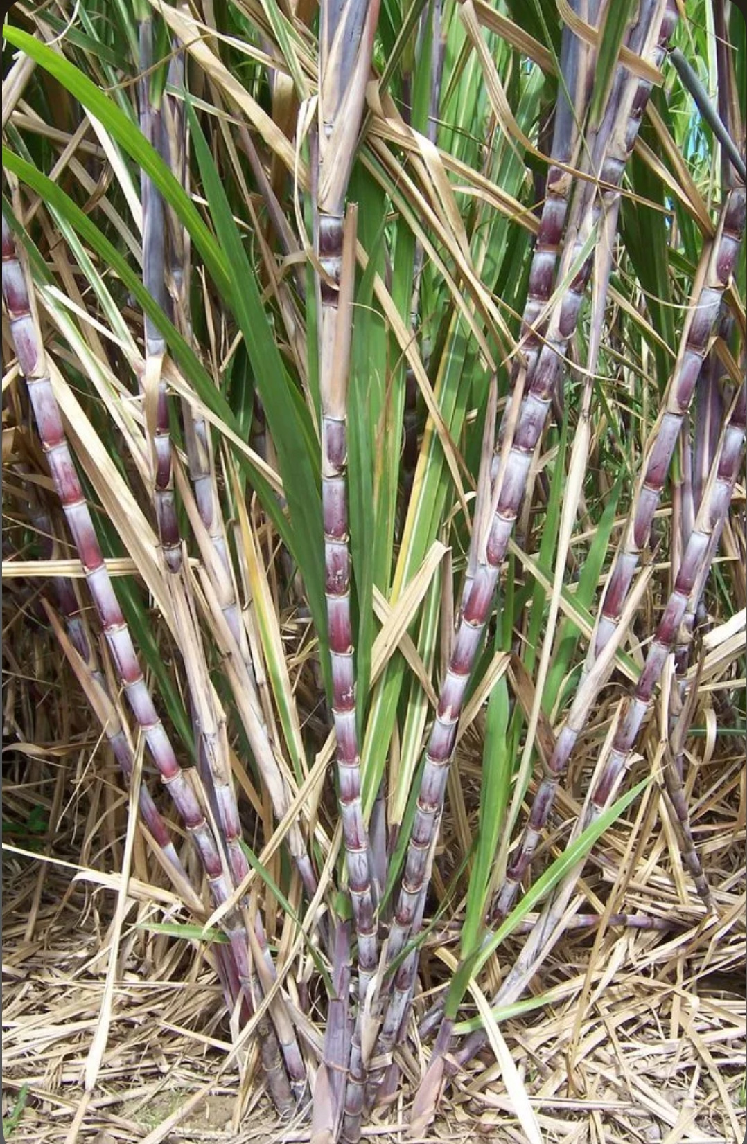 Saccharum officinarum
Sugarcane