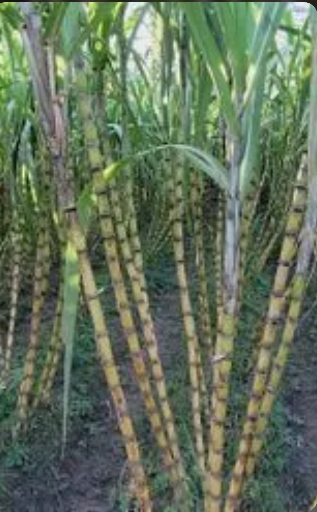 Saccharum officinarum
Sugarcane - Image 2