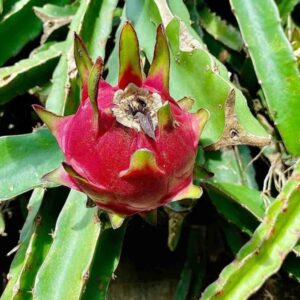 Dragon Fruit (Selenicereus Undatus)