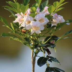 Dwarf Tree Jasmine, Peep Thong – Radermachera ‘Kunming’