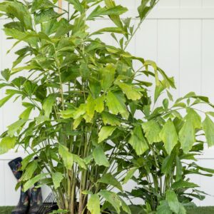 Fishtail Palm – Caryota Mitis