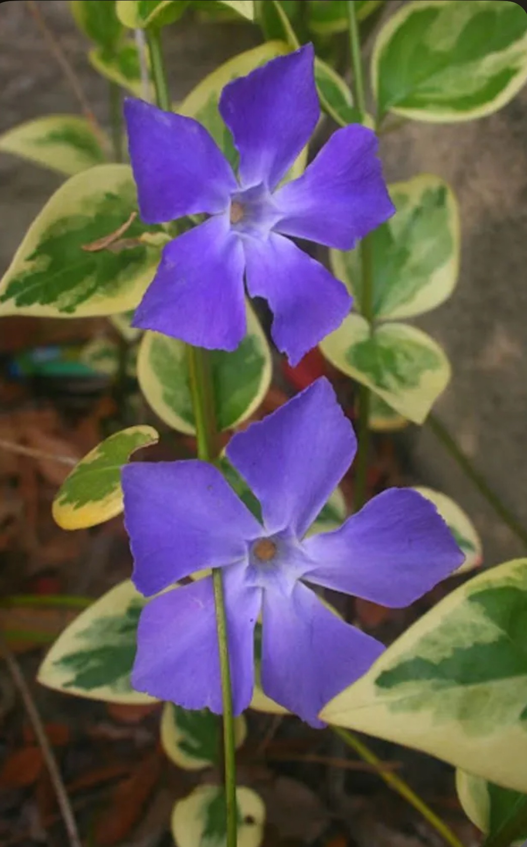 Greater periwinkle - Vinca Plants Variegata - Image 3