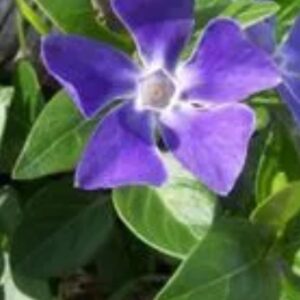 Greater periwinkle -  Vinca Plants Variegata