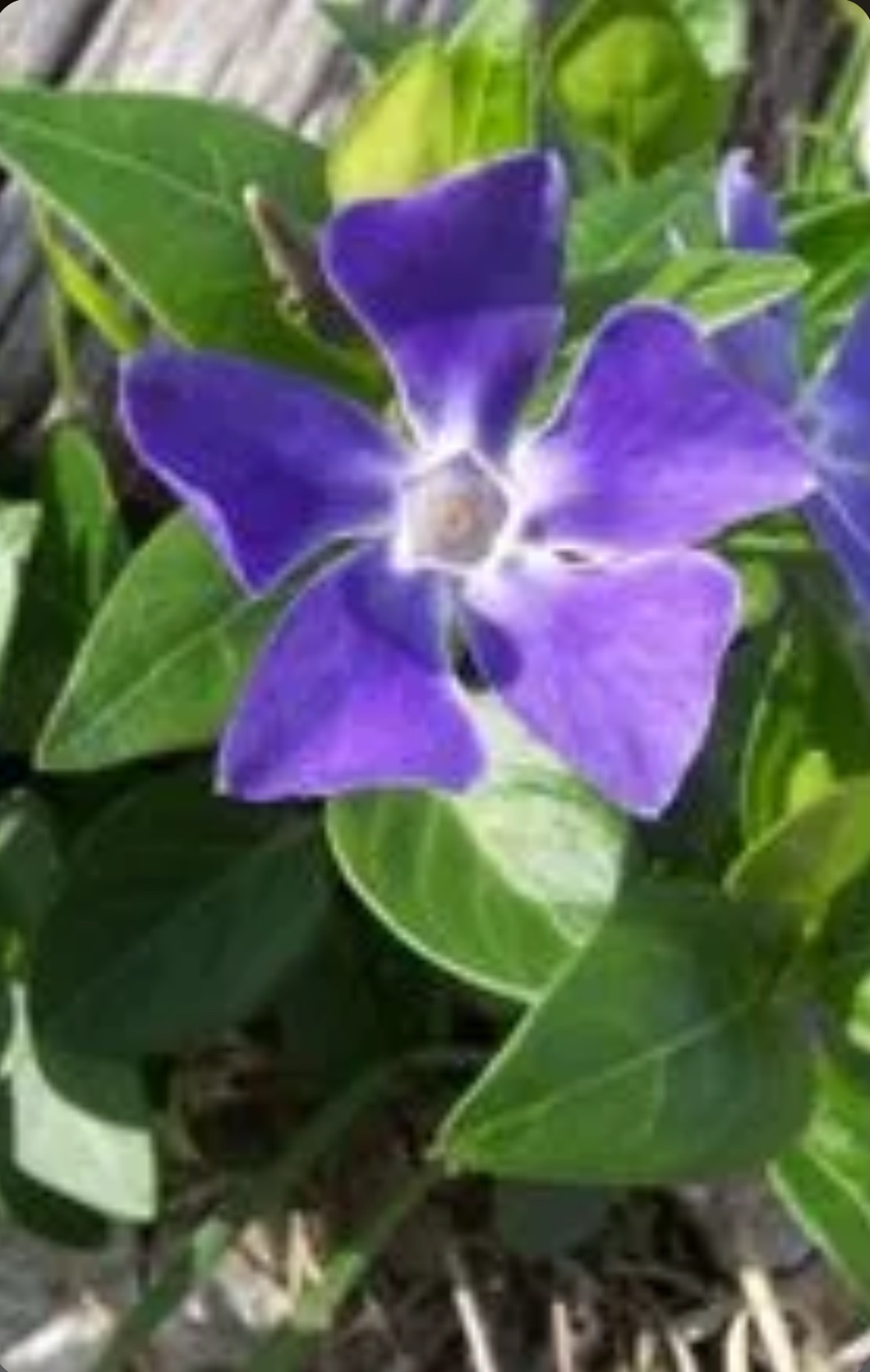 Greater periwinkle - Vinca Plants Variegata