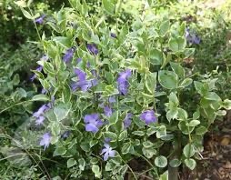 Greater periwinkle - Vinca Plants Variegata - Image 2