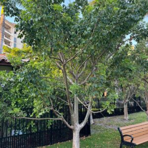 Gumbo-Limbo – Bursera Simaruba