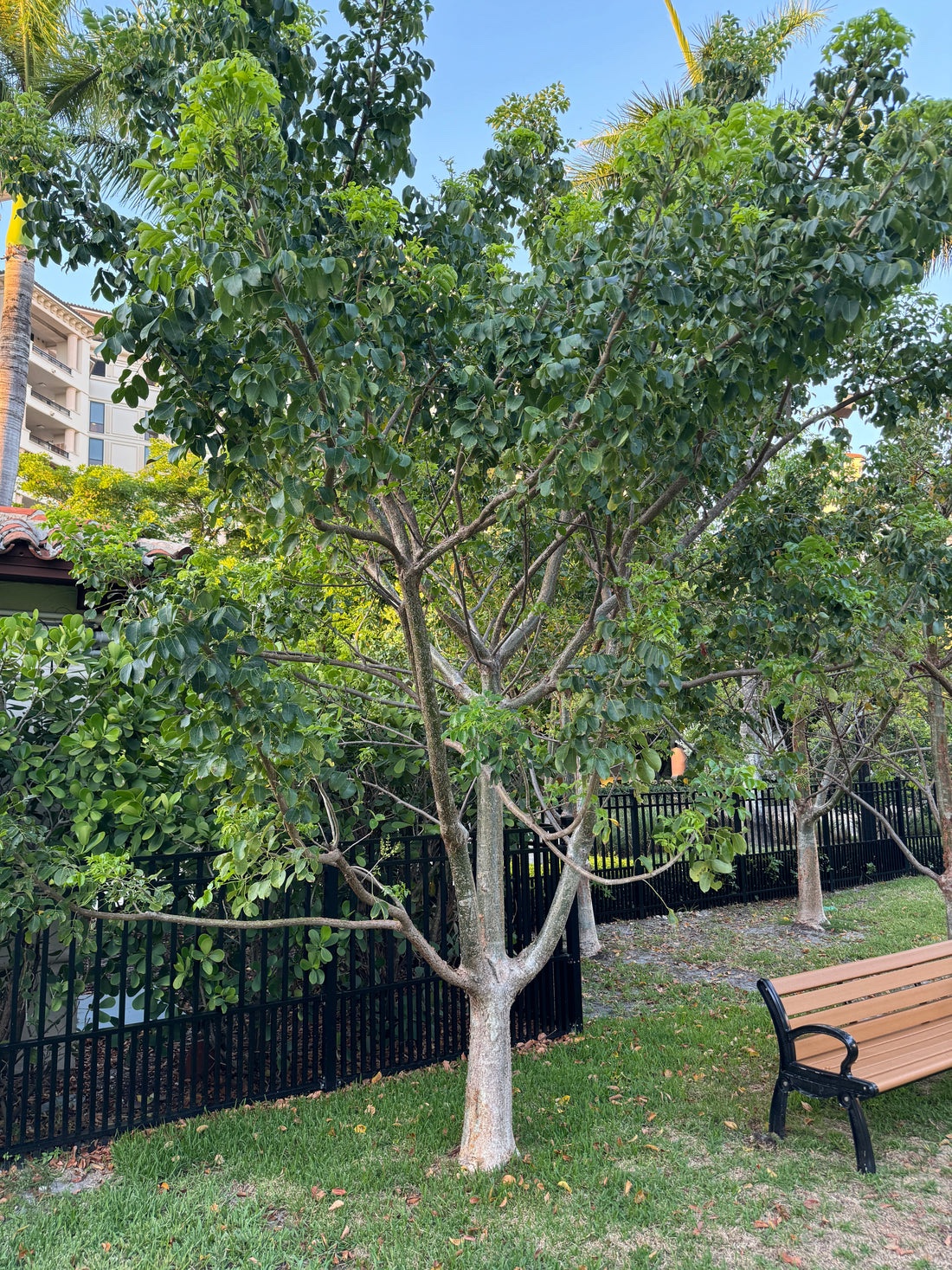 Gumbo-Limbo – Bursera Simaruba