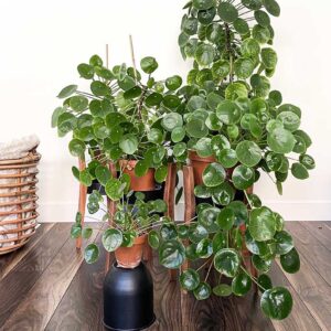 Chinese Missionary Plant, Chinese Money Plant – Pilea Peperomioides
