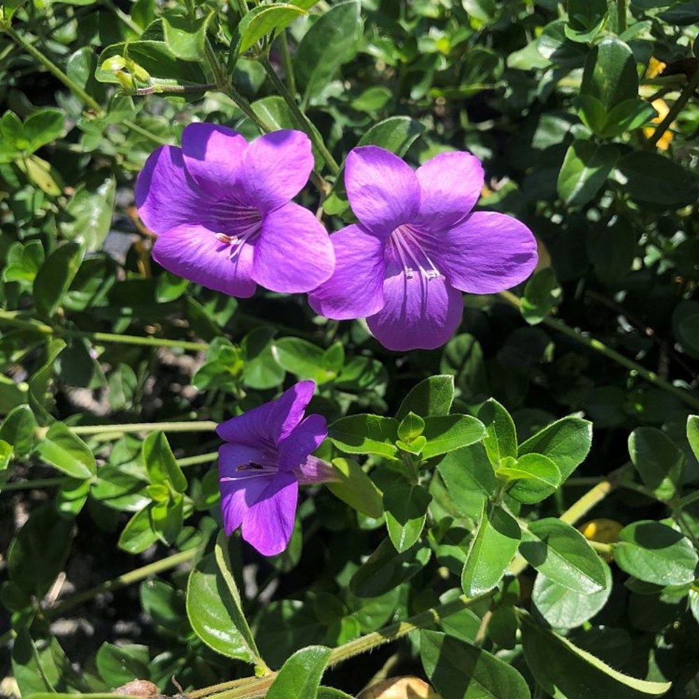 Coral Creeper ( Barleria Repens Purple) - Image 2