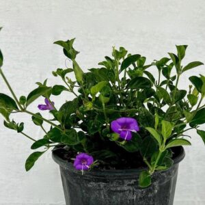 Coral Creeper ( Barleria Repens Purple)