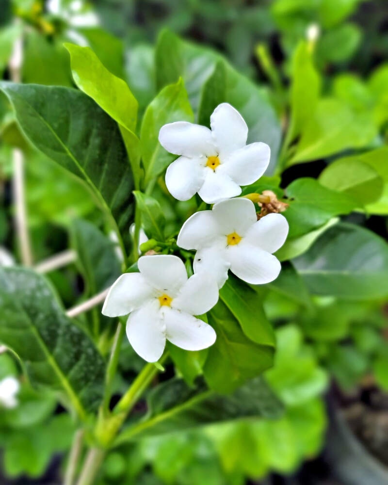 Crape Jasmine, Florida Gardenia – Tabernaemontana Divaricata - Image 2