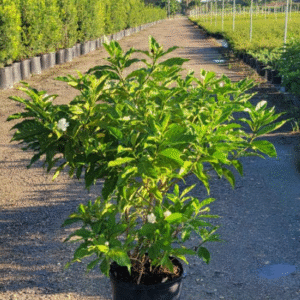 Crape Jasmine, Florida Gardenia – Tabernaemontana Divaricata