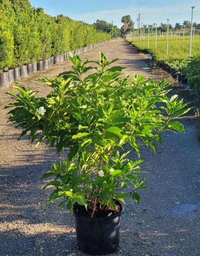 Crape Jasmine, Florida Gardenia – Tabernaemontana Divaricata