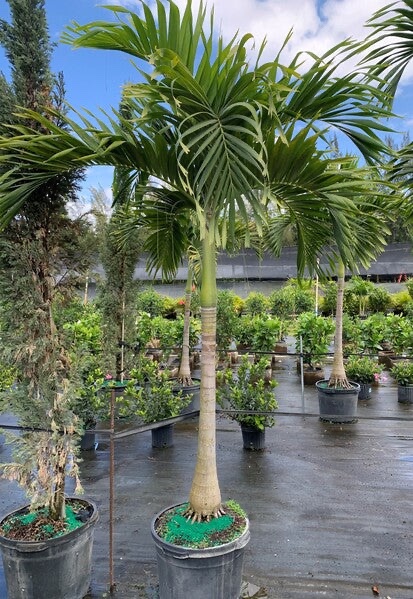 Cristmas Palm - Adonidia merrillii - Image 2