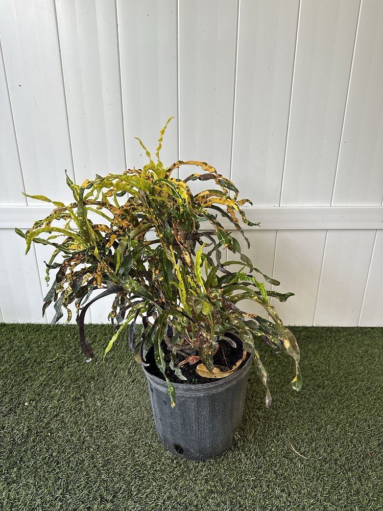 Croton – Codiaeum Variegatum ‘Dreadlocks’ - Image 2