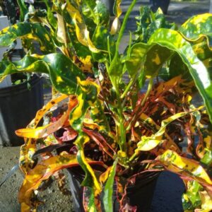 Croton – Codiaeum Variegatum ‘Dreadlocks’