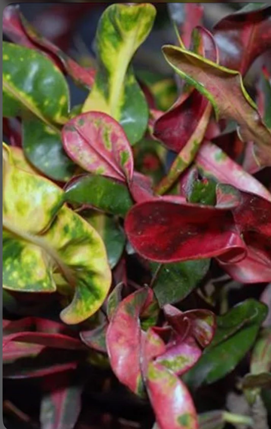 Croton – Codiaeum Variegatum ‘Mammey’ - Image 2