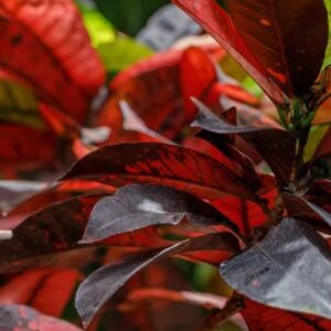 Croton – Codiaeum Variegatum ‘Zanzibar’