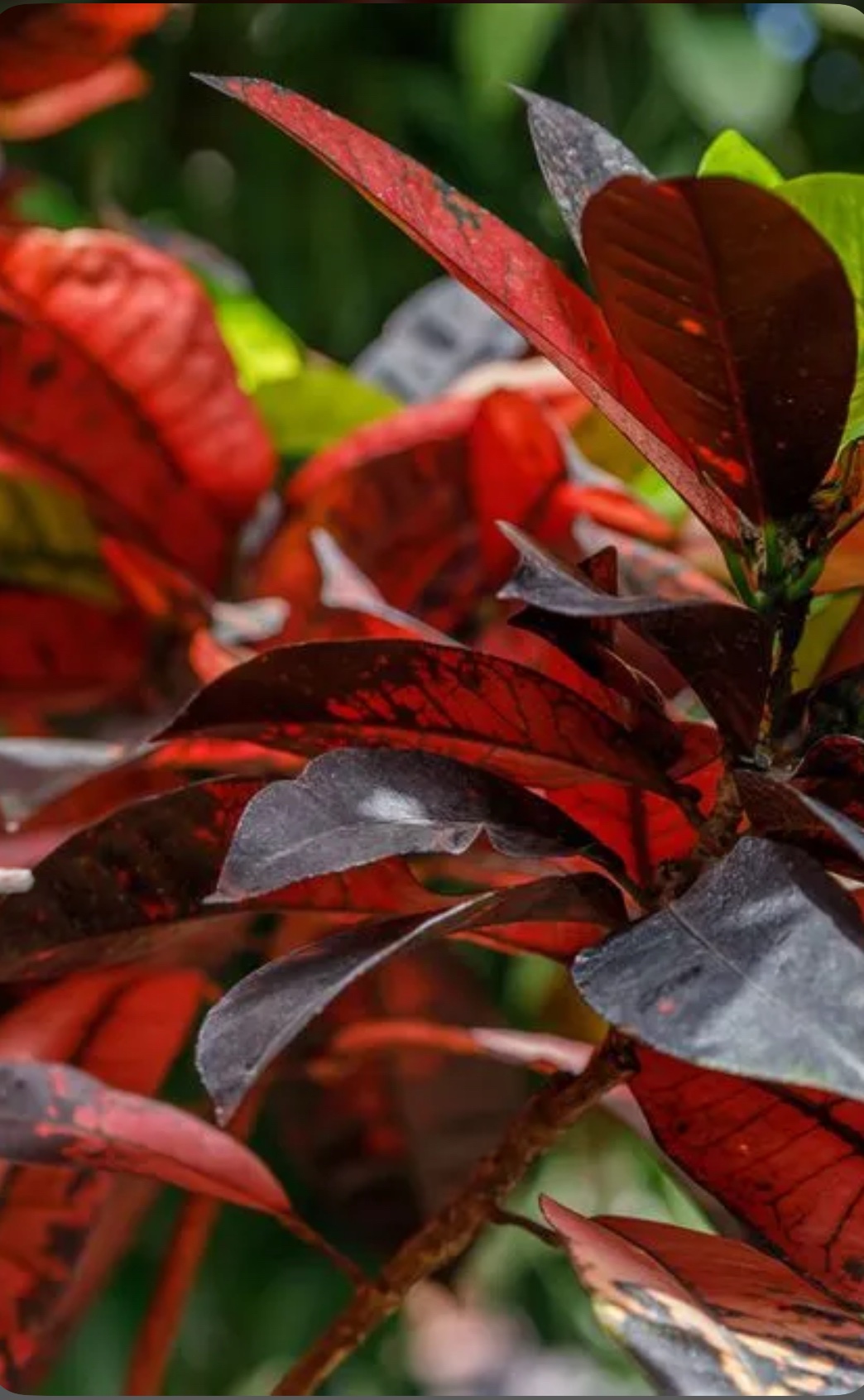 Croton – Codiaeum Variegatum ‘Zanzibar’