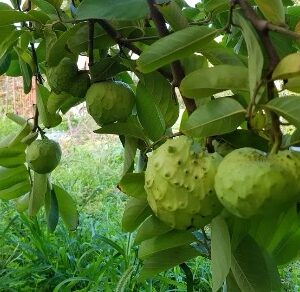 Custard Apple – Annona Cherimola