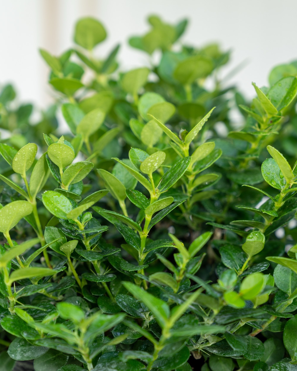 Natal Plum, Carissa Grandiflora – Carissa Macrocarpa ‘Boxwood Beauty’ - Image 3