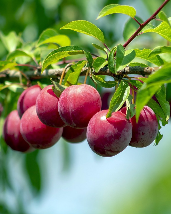 Natal Plum, Carissa Grandiflora – Carissa Macrocarpa ‘Boxwood Beauty’ - Image 2