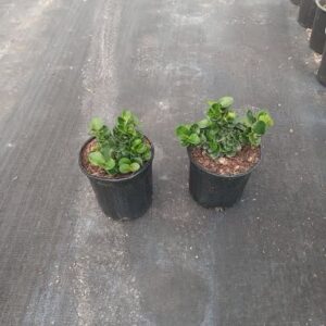 Natal Plum, Carissa Grandiflora – Carissa Macrocarpa ‘Boxwood Beauty’