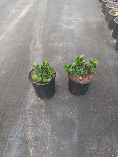 Natal Plum, Carissa Grandiflora – Carissa Macrocarpa ‘Boxwood Beauty’