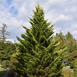 Gold Rider Leyland Cypress