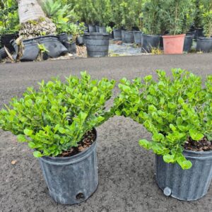 Natal Plum, Carissa Grandiflora – Carissa Macrocarpa ‘Emerald Blanket’
