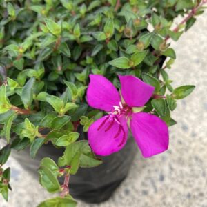 Plants to Love: Spanish Shawl (Heterocentron elegans)