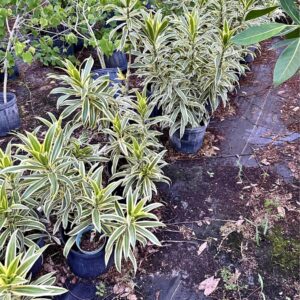 Pleomele – Dracaena Reflexa ‘Song Of India’