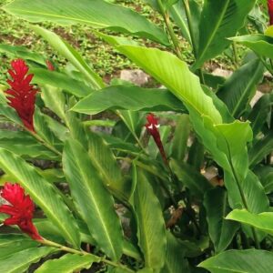Red Ginger – Alpinia Purpurata