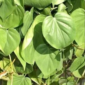Philodendron Micans – Philodendron Micans