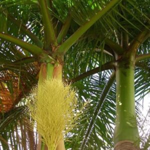 Royal Palm, Florida Royal Palm – Roystonea Regia